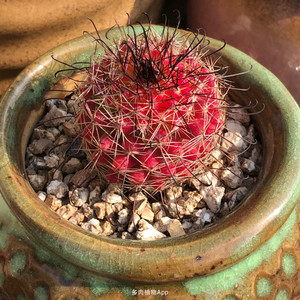 红娜丸仙人球 稀有红色球开花贵货仙人掌办公室趣味小盆栽