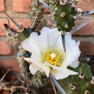 纸刺武藏野仙人球团扇多肉植物室内办公室桌面盆栽稀有品种