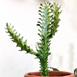 巴西龙骨锦群生 大戟科室内造景绿植多肉植物组合盆栽