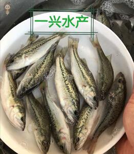淡水鲈鱼苗 加州鲈鱼苗 路亚苗 大口黑鲈鱼苗 淡水养殖 包活包邮
