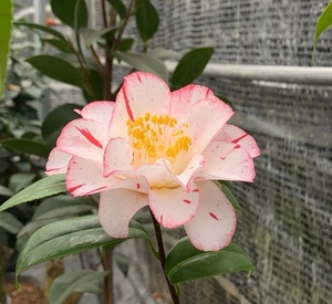 万园盆栽 日本进口山茶花 茶梅盆栽 雅子重瓣复色茶花 小品花盆景