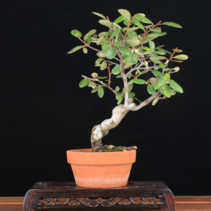 万园盆栽 日本胡秃子 夏茱萸花果盆景 小品结果红果盆栽