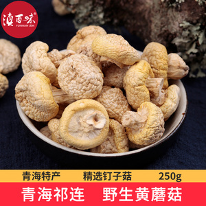 青海特产黄菇干货祁连山野生小黄蘑菇野生菌皇菇丁子菇黄蘑菇250g