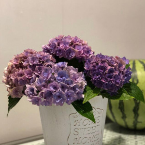 淘花坊   腔调   绣球花     复古重瓣   阳台庭院盆栽花卉