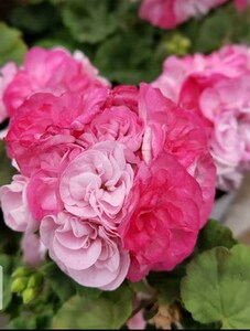 重彩公主 直立天竺葵 花苗