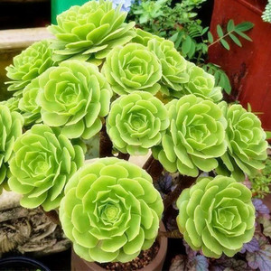 原始绿法师 多肉大老桩群生 朵朵包多肉植物 盆栽花卉绿植