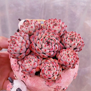 粉姬莲多肉 精品稀有贵货 老桩一物一拍 多肉植物稀有品种