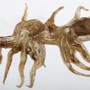 【当日捕捞】青岛本地海鲜活八带 野生鲜活小章鱼八爪鱼3斤顺丰包