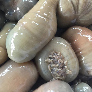 【海肠子鲜活海葵】海肠子鲜活海葵品牌,价格 - 阿里巴巴