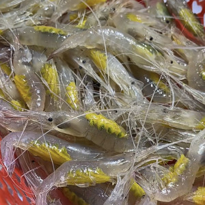 水白虾 象山石浦舟山新鲜海捕野生水白虾 小白虾