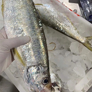 白条鱼新鲜
