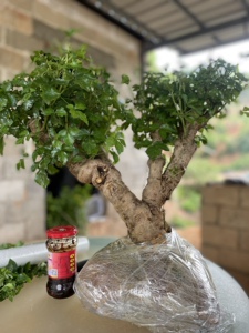 簕菜苗 苦刺心 新款野菜苗 五加皮 阳台野菜 农家菜