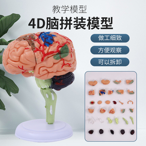 人体大脑解剖模型人体器官结构教学模型4D脑可拆装医院摆件讲解