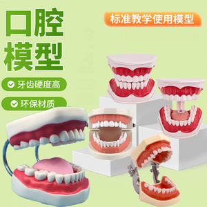 口腔保健护理牙齿模型 幼儿园教具 儿童刷牙玩具牙齿牙科演示构造
