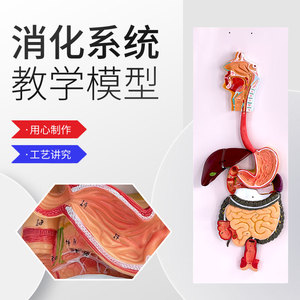人体消化系统模型 消化道胃剖面 鼻咽喉 大小肠 胃解剖模型肛肠科