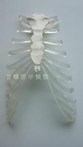 人体骨骼模型1k70CM人体的透明胸骨仿真人骨架教学模型