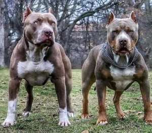 比特犬幼犬纯种巨型活体美国恶霸犬巨型犬斗狗打猎狗狩猎斗犬狗