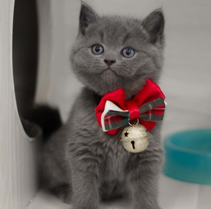 长沙英短蓝猫活体宠物猫蓝白猫纯种蓝猫蓝胖子英短猫咪英国短毛猫