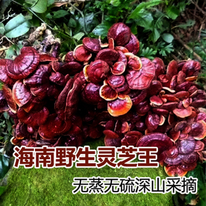 海南五指山琼中纯天然野生灵芝王赤芝精品500g一手良心价