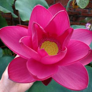 中国红-北京 碗莲 荷花 清风莲韵