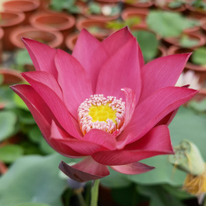 火红  碗莲  荷花  清风莲韵