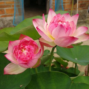 大唐芙蓉 荷花 碗莲 清风莲韵