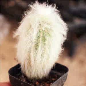 长毛老乐柱白色仙人球防辐射办公室小盆栽桌面花卉软毛开花植物
