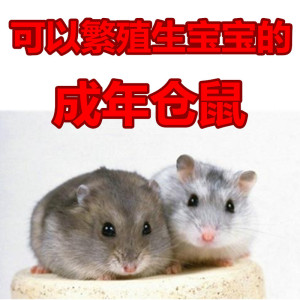 英雄宝宝情侣四个月大可繁殖生感想仓鼠公母都有看蜘蛛侠活体归来的成年图片