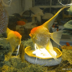 钻石金仙  燕儿鱼  神仙燕鱼   娜鲁湾燕鱼  长鳍长尾秘鲁燕鱼