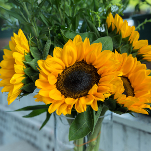 向日葵鲜花束太阳花云南基地鲜花空运直发毕业季礼物鲜花速递同城