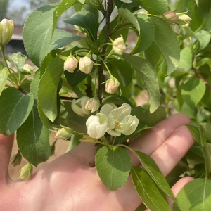 山荆子苗东北山定子苗中草药植物山丁子南北种植观赏园艺绿植