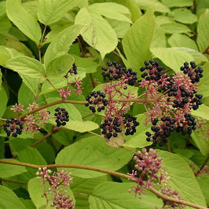 当归植物苗盆栽