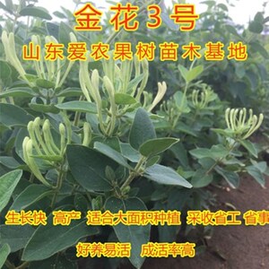 金银花苗金花3号