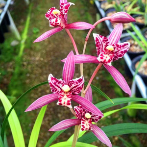 建兰系列红猫蕊蝶兰花苗带花苞浓香夏秋花期好养易活室内盆栽花卉