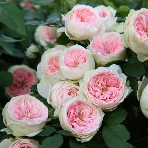 小乔月季园 月季 绒球门廊 粉色 灌木月季 扦插小苗 包对版