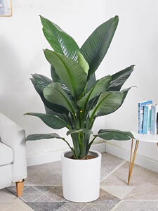 绿巨人室内盆栽大叶白掌植物大型客厅阳台净空气除甲醛易养活绿植