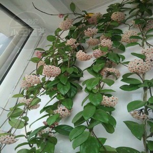 球兰花绣 室内爬藤植物花卉盆栽 绿叶球兰大苗球兰吊兰 当年开花2