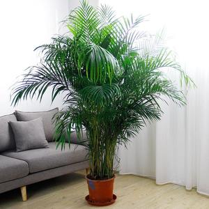 富贵椰子散尾葵客厅室内大型绿植夏威夷竹子凤尾竹盆栽植物绿植花