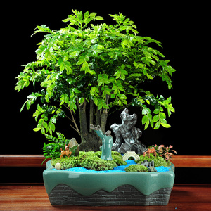 小叶紫檀盆景植物室内四季常青树苗镇宅花卉老桩老根木本绿植盆栽