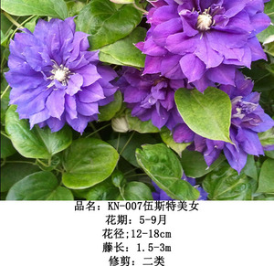 铁线莲伍斯特美女