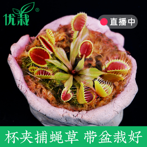 捕蝇草【杯夹】食人花捕虫扑蝇草室内吃虫草超大食虫食蝇草盆栽