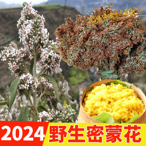 贵州特产2024年新鲜野生密蒙花染饭花糯米花植物染料花米饭黄饭花