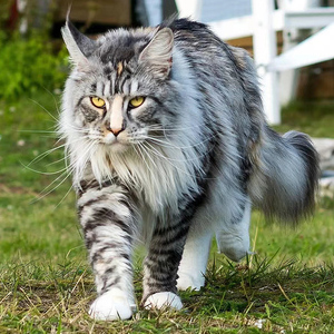 俄罗斯十大品种猫图片