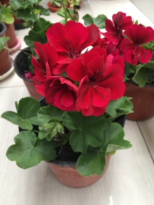 垂吊天竺葵黑天鹅(黑魔法)成品大苗