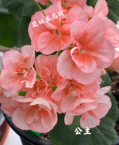 直立天竺葵公主带花苞苗