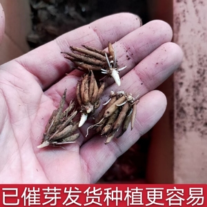 带牙5个花毛莨种球种根盆栽花卉种子进口芹叶牡丹洋牡丹室内盆栽