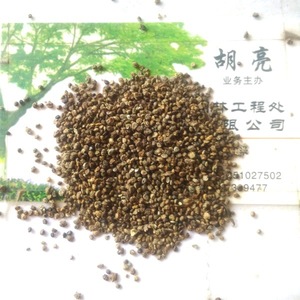 地肤种子扫帚草绿帚笤帚扫把孔雀松花境花坛盆栽观叶一斤包邮