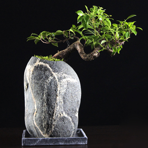 【石头盆景植物室内】石头盆景植物室内品牌,价格 - 阿里巴巴