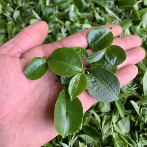 2020猫耳朵 普洱茶生茶 倚邦精品猫耳朵古树茶 4月中旬发货 200克