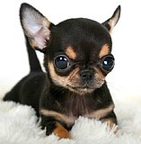 出售纯种茶杯犬黑色吉娃娃玩具苹果吉娃娃犬幼犬袖珍活体宠物狗狗
